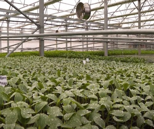 Rritet interesimi për fidane, prodhuesit vendorë zgjerojnë kapacitetet