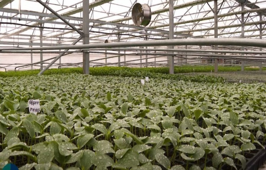 Rritet interesimi për fidane, prodhuesit vendorë zgjerojnë kapacitetet