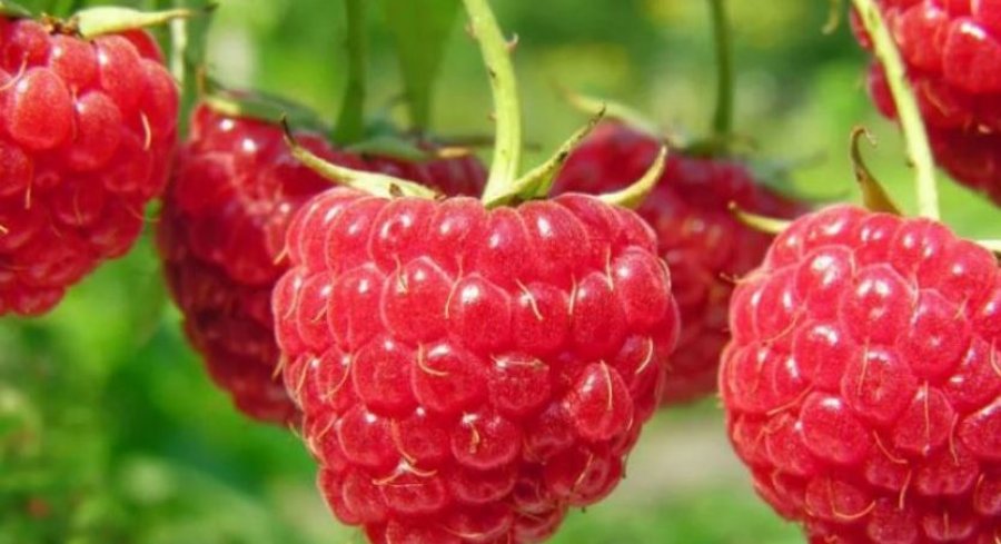 Mjedra, fruti që duhet ta konsumoni çdo ditë