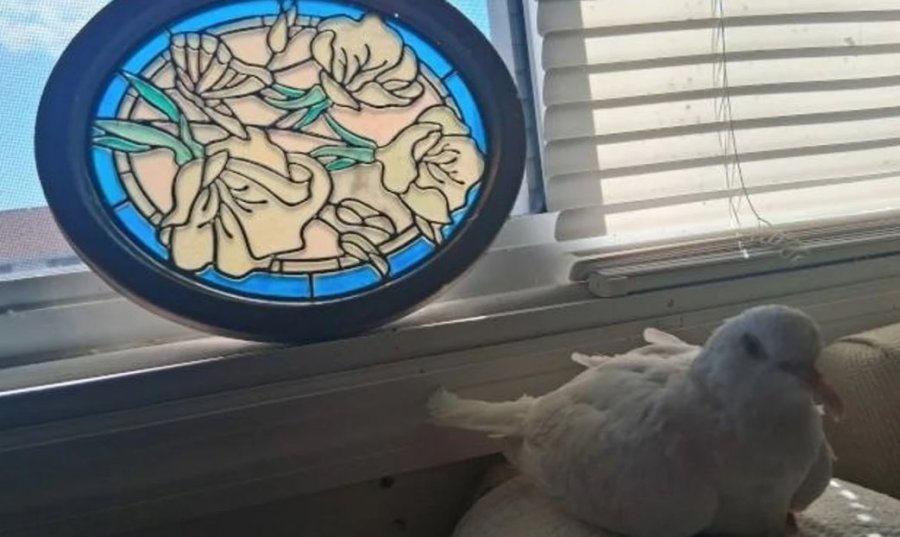 Pëllumbi më i vjetër në botë hyn në Guinness