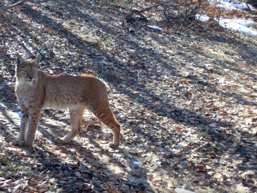 E rrallë, rrëqebulli i Ballkanit filmohet sërish në Shqipëri