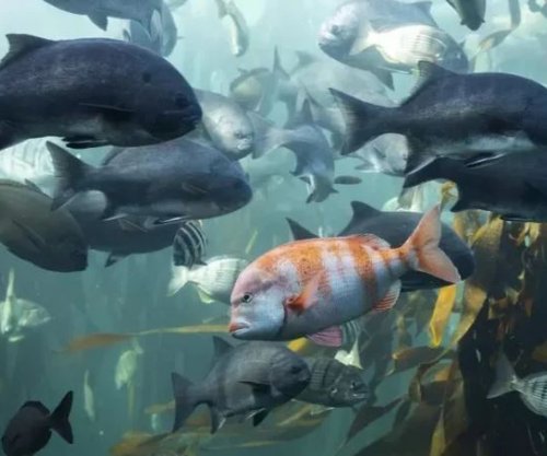 Për herë të parë një virus detar kalon te njeriu