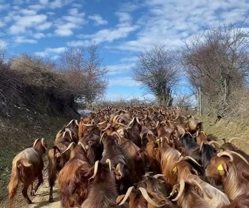 Gollaku oazë e prodhimeve bio, fermerët përballen me mungesë tregu