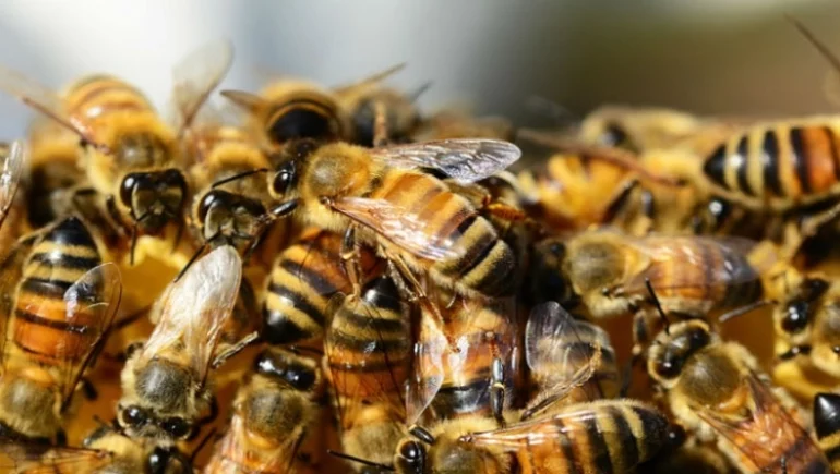 Lajmi i mirë për të sëmurët me kancerin e gjirit, “çelësi” janë bletët