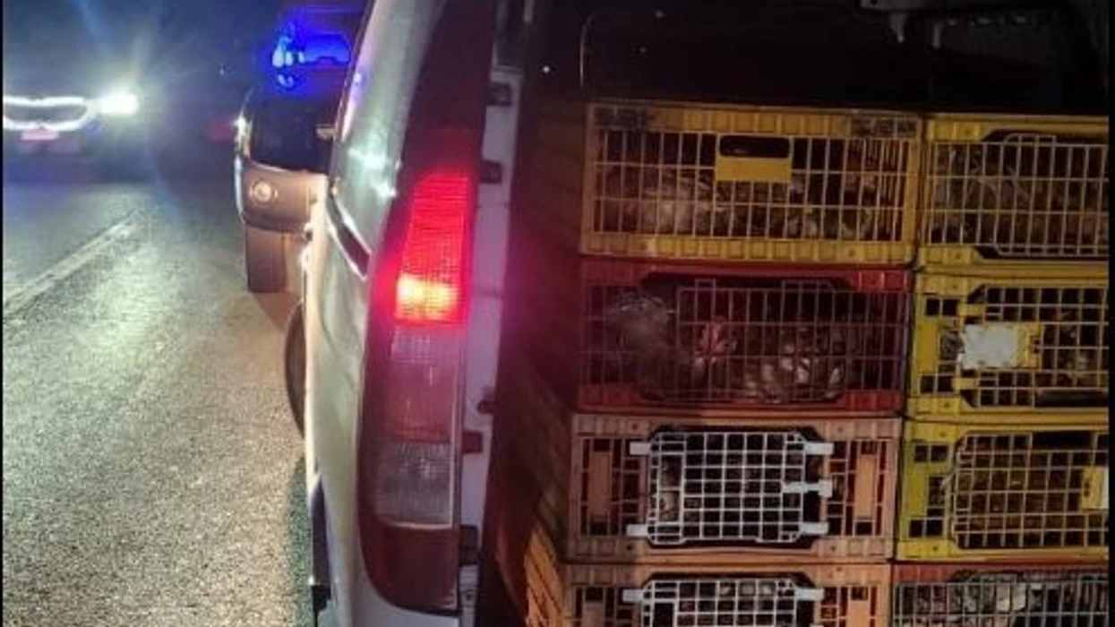 Parandalohet kontrabandë me shpezë nga Serbia në Kosovë