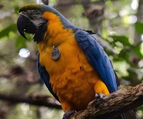 Pas 200 vjetësh rikthehen papagajtë shumëngjyrësh në pyjet e Rio-s