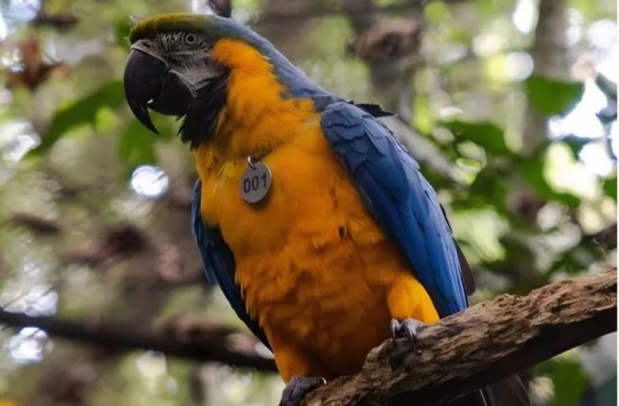 Pas 200 vjetësh rikthehen papagajtë shumëngjyrësh në pyjet e Rio-s