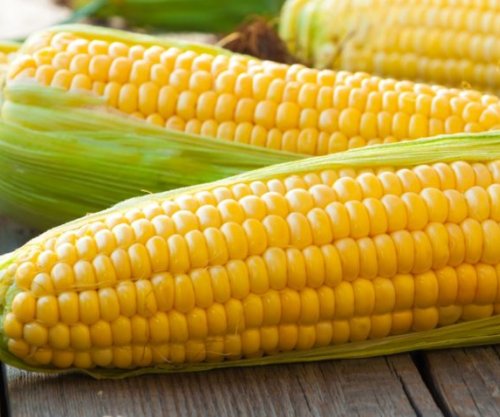 Dobitë shëndetësore nga misri