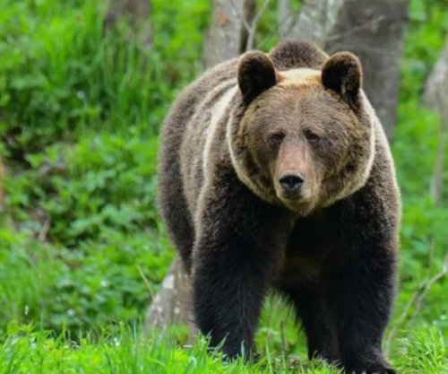 Poloni: Ariu sulmon për vdekje një grua