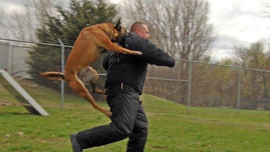 Gjërat që duhet të bëni menjëherë nëse sulmoheni nga një qen