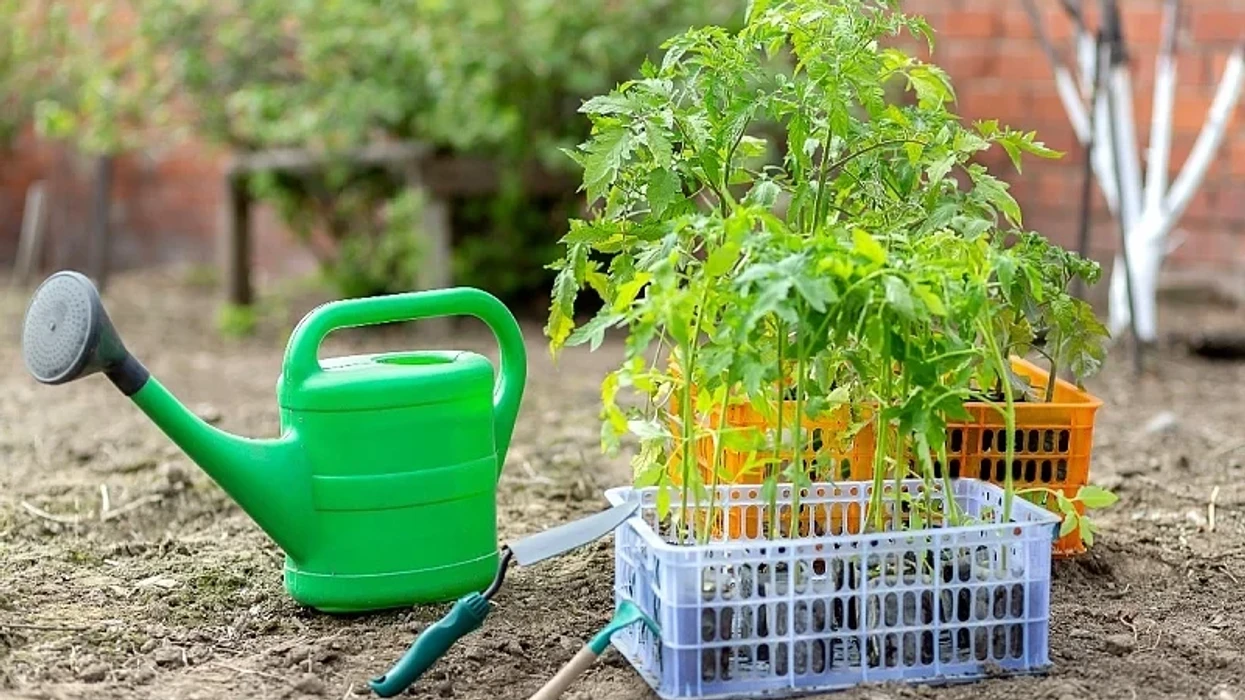 Mos i mbillni këto bimë pranë domateve, mund ta ngadalësojnë rritjen e tyre