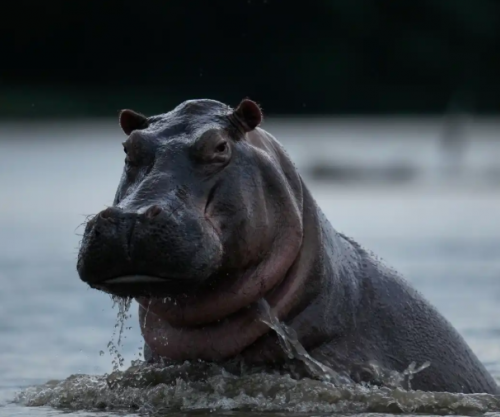 “Hipopotamet e kokainës”, trashëgimia e rrezikshme që Pablo Escobar la pas