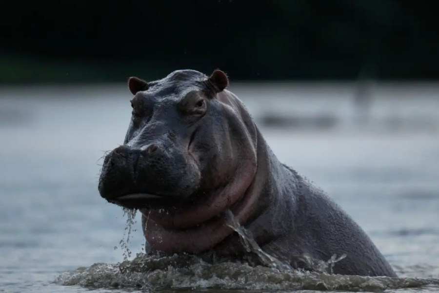“Hipopotamet e kokainës”, trashëgimia e rrezikshme që Pablo Escobar la pas