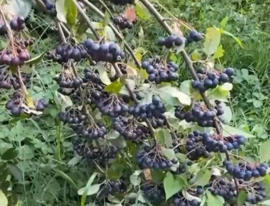 Rendimente të larta nga aronia, fermeri nga Gjakova synon edhe përpunimin