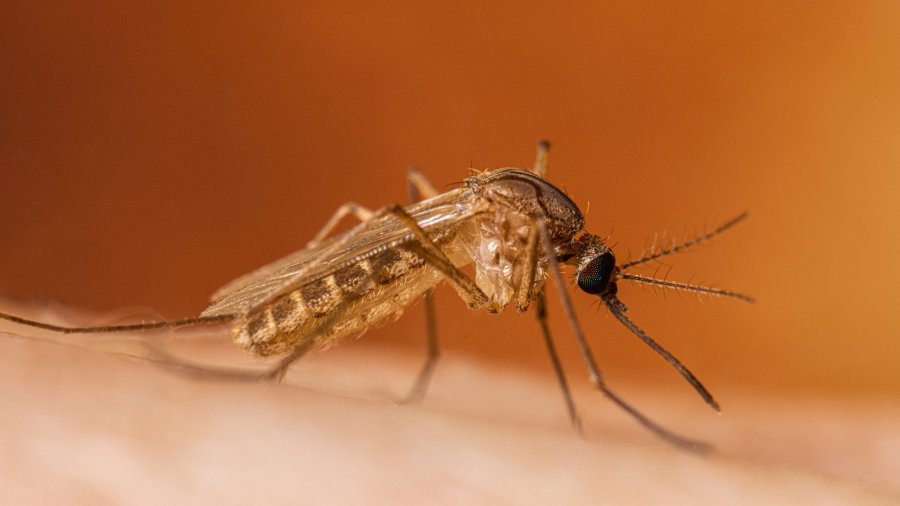 Shkon në 38 numri i rasteve me ethet e Nilit Perëndimor në Maqedoninë e Veriut