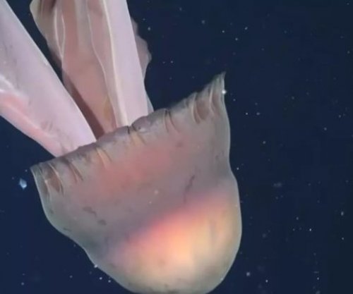 Shkencëtarët zbulojnë një kandil deti gjigant pranë brigjeve të Argjentinës, i madh sa një autobus [video]