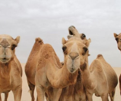 Arabia Saudite lëshon pasaporta për devetë, ja cila është arsyeja