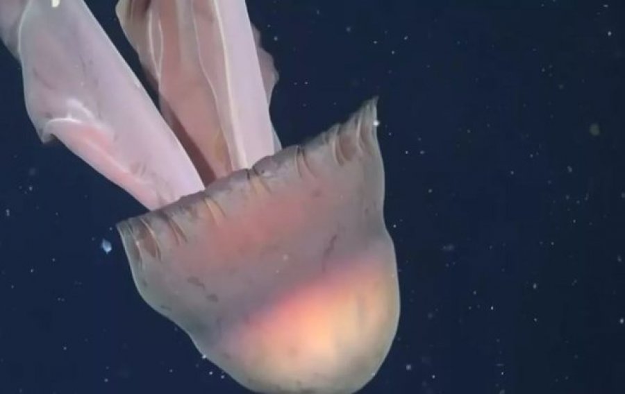 Shkencëtarët zbulojnë një kandil deti gjigant pranë brigjeve të Argjentinës, i madh sa një autobus [video]