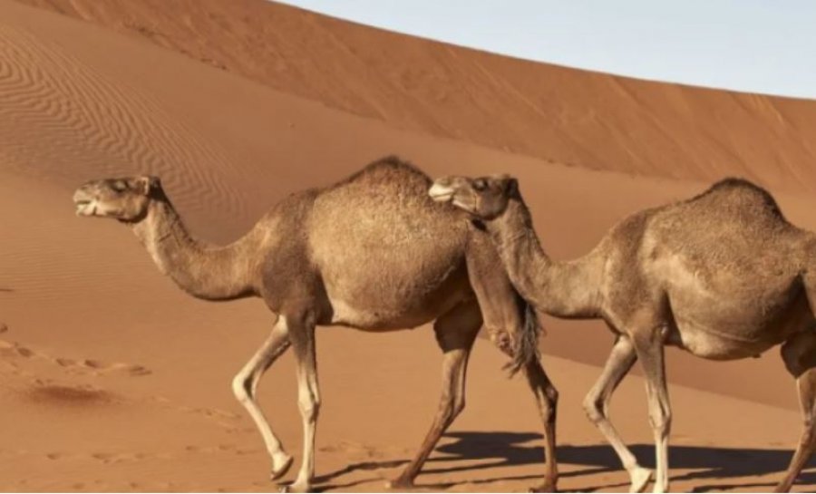 Arabia Saudite do të lëshojë pasaporta për miliona deve të mbretërisë