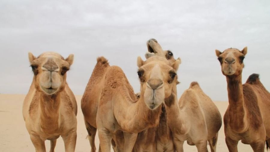 Arabia Saudite lëshon pasaporta për devetë, ja cila është arsyeja