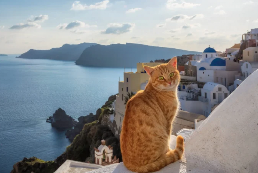 Ishulli grek ofron akomodim falas në këmbim të kujdesit ndaj maceve endacake