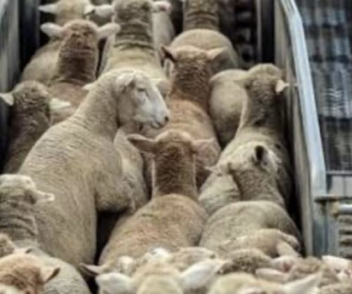   Britania e Madhe ndalon eksportin e kafshëve të gjalla