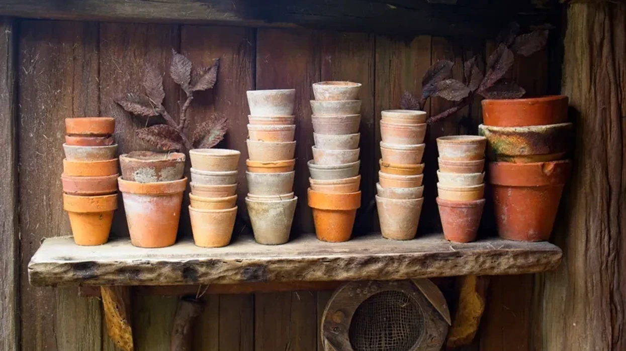 Saksitë prej terakote duken bukur, por këto katër bimë vuajnë në to