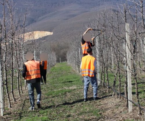 Të burgosurit nisin krasitjen e mollëve në Dubravë