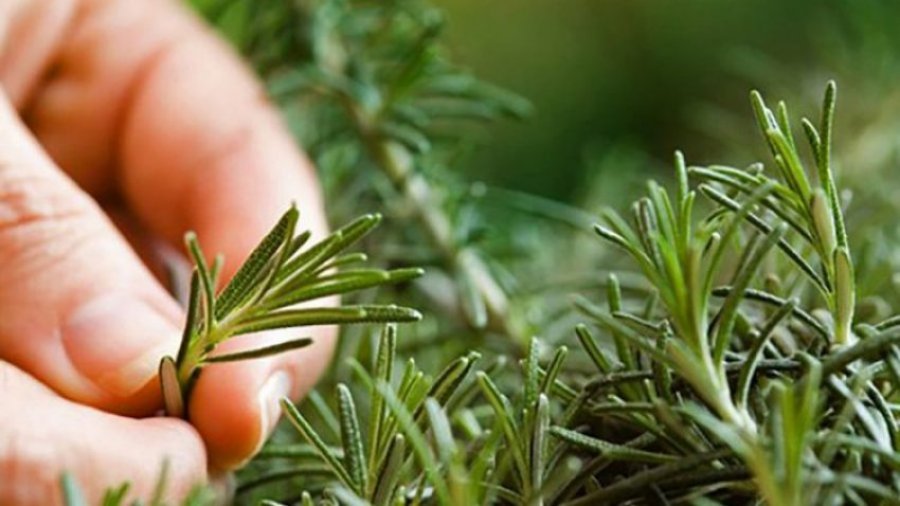 Si ta përdorni rozmarinën për mushkëritë, depresionin dhe tretjen e mirë