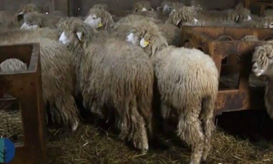 Verdhokja, dele autoktone e Kosovës me traditë dhe prodhimtari të lartë