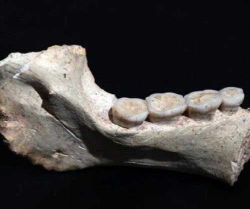 Zbulohen fosile njerëzore që datojnë 773 mijë vjet më parë në Marok