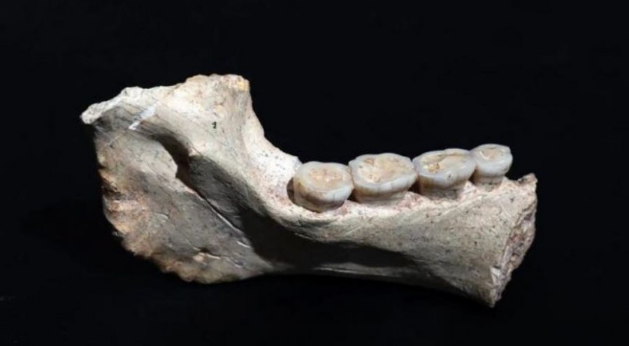 Zbulohen fosile njerëzore që datojnë 773 mijë vjet më parë në Marok