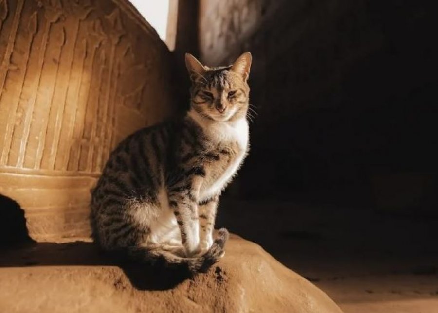 Cece, macja që jeton brenda mureve të tempullit të lashtë egjiptian
