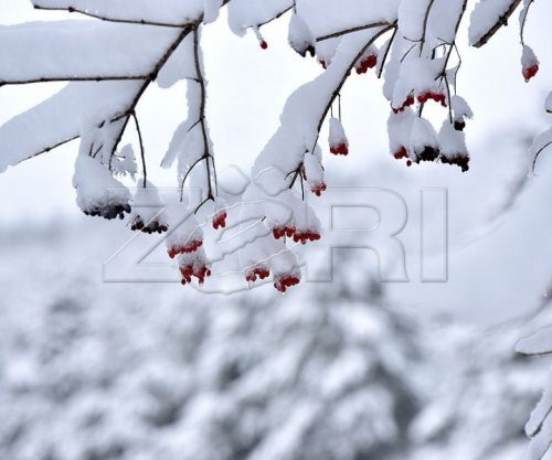 Java nis me acar, temperaturat zbresin deri në -12 gradë