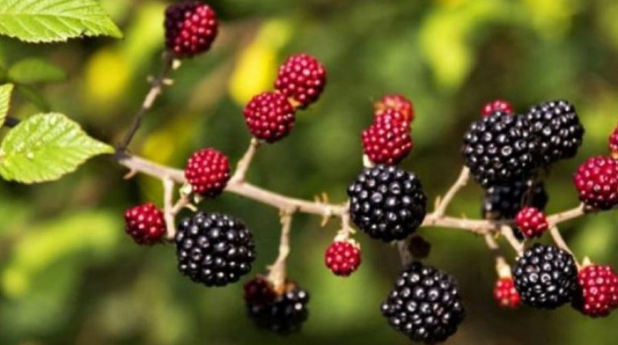 Vlerat e rralla të manaferrës dhe boronicës