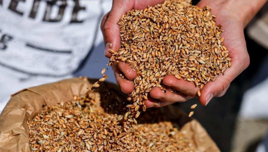 Shtohet toka djerrë, Shqipëria blen më shumë drithë nga jashtë - kryeson Serbia