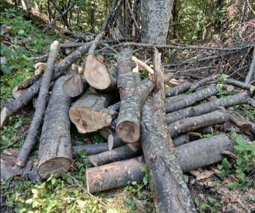 Vjedhje e pyllit në Kaçanik, konfiskohen motosharra dhe shqiptohen gjoba