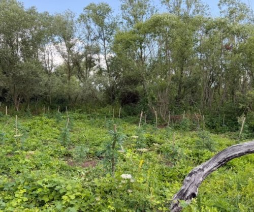 Arrestohen dy persona për kultivim të bimëve narkotike në Podujevë