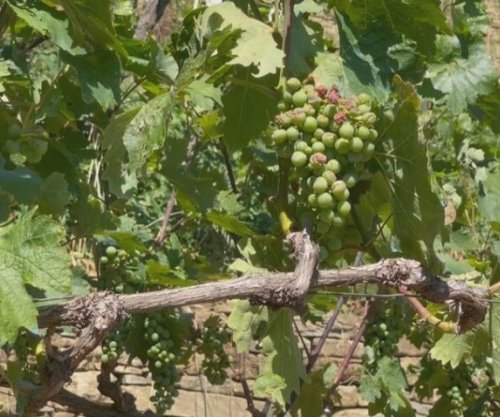 Breshëri dëmton prodhimin në tri fshatra të Këlcyrës së Shqipërisë, shembet edhe rruga