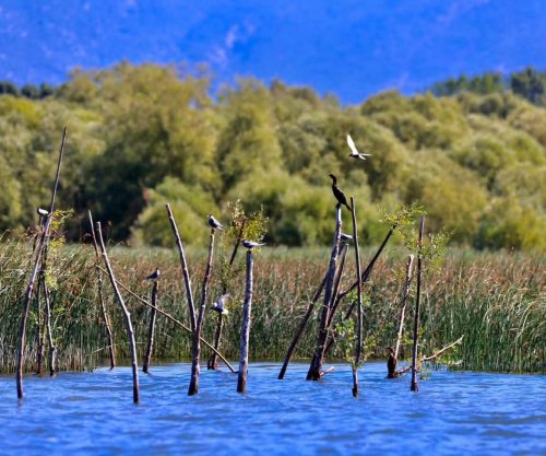 Rama: Liqeni i Shkodrës pjesë e UNESCO-s, thesar natyror me biodiversitet të jashtëzakonshëm