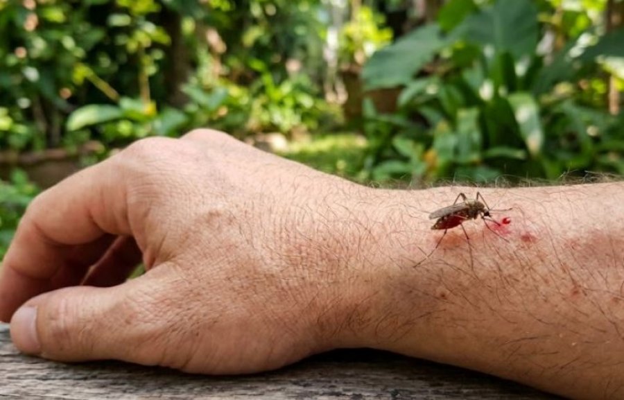 Pse mushkonjat pickojnë disa njerëz më shumë se të tjerët