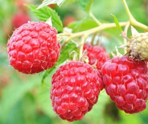 Ekspertët zbulojnë cilat fruta dhe perime ofrojnë mbrojtjen më të madhe për zemrën