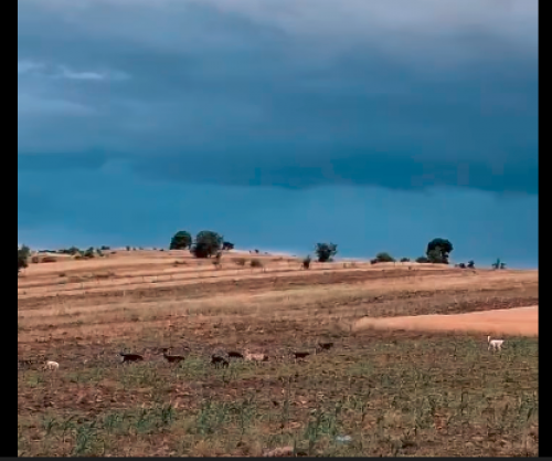 Banorët e Cërnicës së Gjilanit të shqetësuar nga qentë endaca, kërkojnë zgjidhje nga institucionet përgjegjëse [Video] 