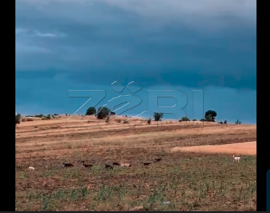Banorët e Cërnicës së Gjilanit të shqetësuar nga qentë endaca, kërkojnë zgjidhje nga institucionet përgjegjëse [Video] 