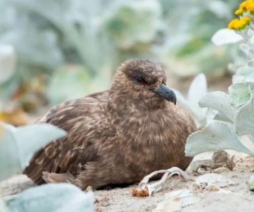 Australia konfirmon rastin e parë të gripit të shpendëve H5N1
