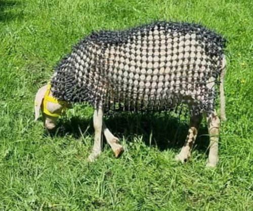 A e dini se çfarë sistemi mbrojtës për delet shpiku një fermer kundër ujqërve?