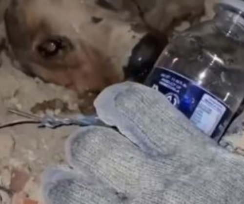 Jeta nën rrënoja, momenti kur zjarrfikësit shpëtojnë qenushin në Venezuelë