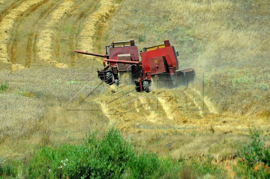 Korrje të mbara në Shtime, rendimenti i grurit deri në gjashtë mijë kg për hektar