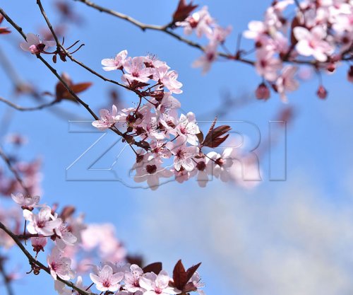 Mot pranveror, temperaturat deri në 18 gradë