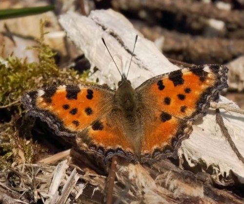 Flutura e konsideruar e zhdukur prej 30 vjetësh shfaqet sërish